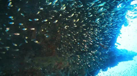 Big shoal Bait fish inside the ship wreck Stockbeeldmateriaal 22637867