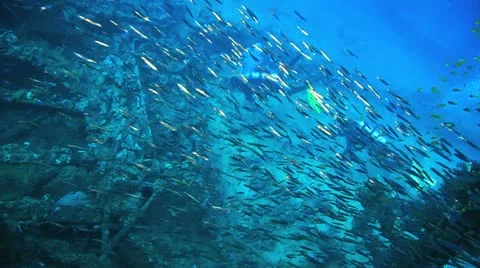 Big shoal Bait fish inside the ship wreck with divers at the background Stockbeeldmateriaal 22637873