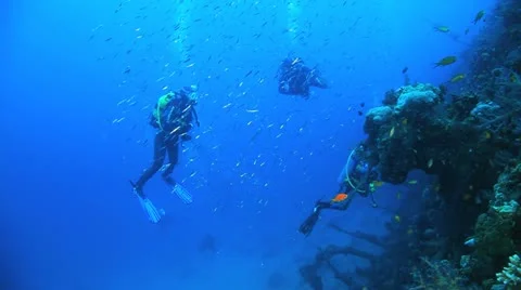Big shoal Bait fish inside the ship wreck with divers at the background 库存影片 22637896