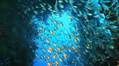 Big shoal Bait fish inside the ship wreck with divers at the background Stock Footage 22637930