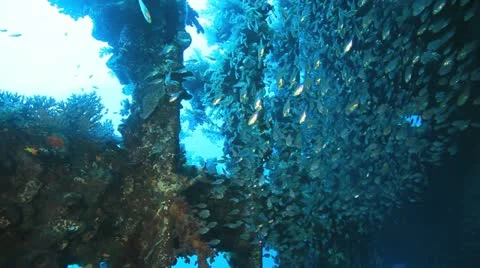 Big shoal Bait fish inside the ship wreck Stock Footage 22637952