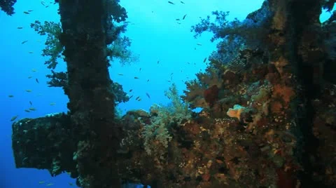 Big shoal Bait fish inside the ship wreck Stock Footage 22637962