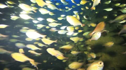Big shoal Bait fish inside the ship wreck Stock Footage 22638026