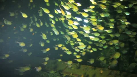 Big shoal Bait fish inside the ship wreck Stock Footage 22638037