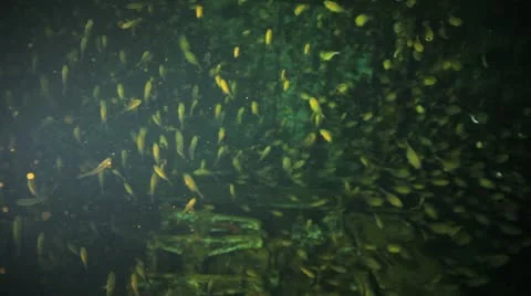 Big shoal Bait fish inside the ship wreck 動画素材 22638048