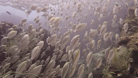 Big Shoal of fish Stock Footage 80854426