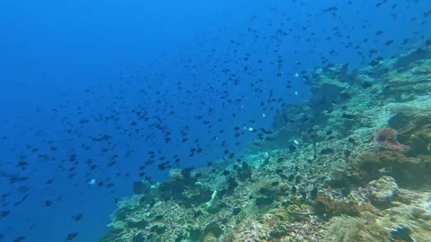 Big shoal redtoothed triggerfish drifting ocean currents blue water of coral Stock Footage 341087653