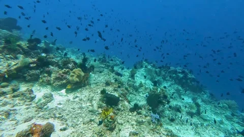 Big shoal redtoothed triggerfish drifting on ocean currents in crystal clear Stock Footage 341087779
