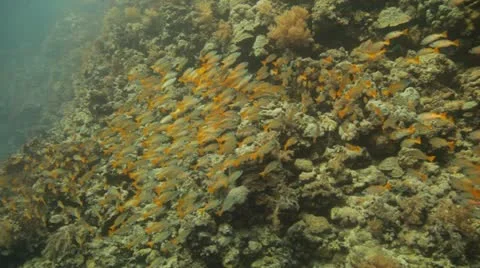 Big shoal of yellow striped snapper gathered at the reef Stock Footage 22642811