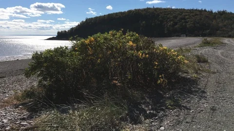 Big Shrub on the Ocean Stock Footage 89797592