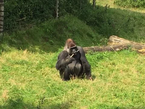 Big silver back gorilla on a green grassy area Stock Photos