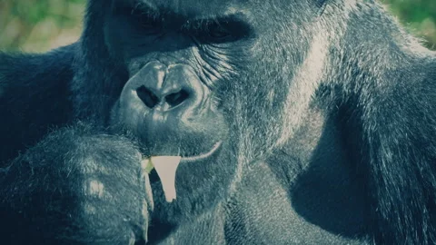 Big Silverback Gorilla Eating Plants Stock-Footage 342726422