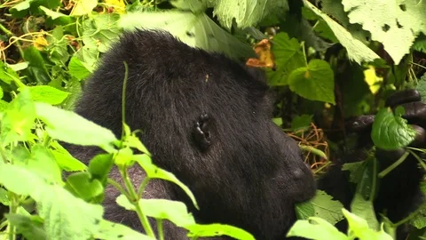 Big silverback mountain gorilla feeding on the leafs in Uganda Stock Footage 88402068