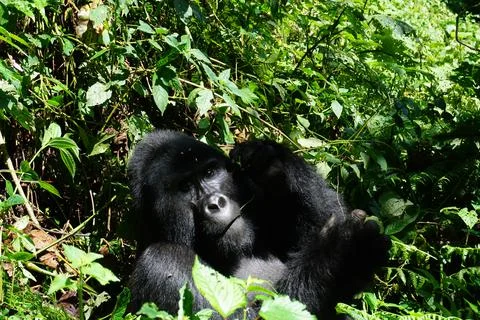 Big silverback mountain gorilla observing the park visitors Foto stock