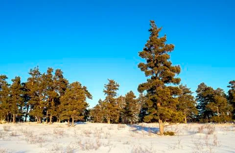 Big single beautiful pine tree in a snowy field in a sunny winter day Stock Photos