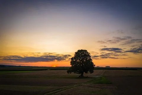 Big single lime tree at sunset Stock Photos