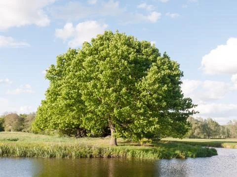 A big single oak tree at the side of a river in detail in the sunny summer .. Stock Photos