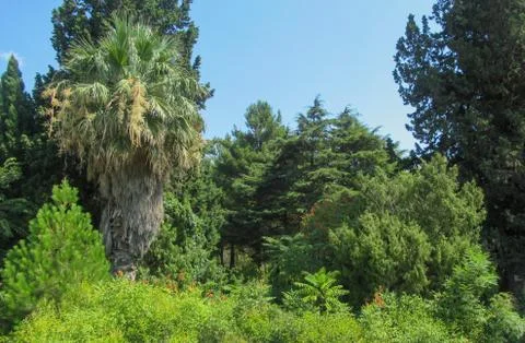 Big single palm tree in a forest with bluet sky background Stock Photos
