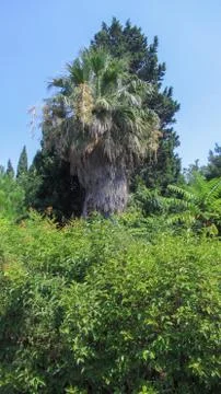 Big single palm tree in a forest with bluet sky background Stock Photos