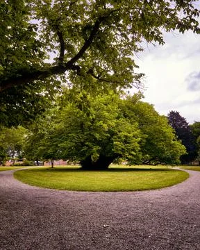 Big single tree on a round meadow in the park. Foto stock