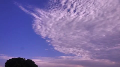 Big single tree standing near water with blue sky 2 Stock Footage 199274935