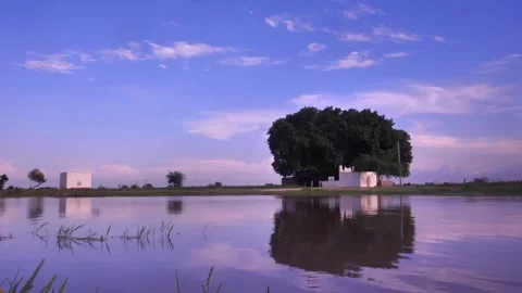 Big single tree standing near water with blue sky Stock Footage 199274936