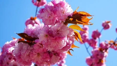 Big size cherry blossom: Stockbeeldmateriaal 80149190