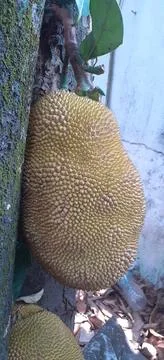 Big Size Jackfruit on the Jackfruit Tree Stock Photos
