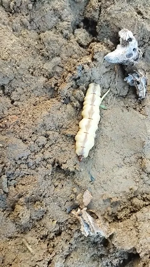 Big size termite queen  Video stock 279338236