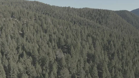 Big Sky Green Forest Side to Side Stockbeeldmateriaal 248722393