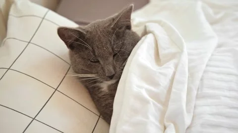Big Sleeping Cat is Lying under the Blanket in the its Owner Bed. Sleepy Pet Stock Footage 250807452