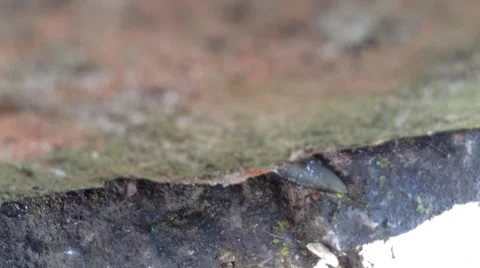 Big Slug Crawling in the dark . Close up Crimea , Russia Stock Footage 68962542