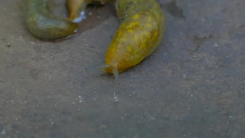 Big slug creeps on camera Stock Footage 123586191