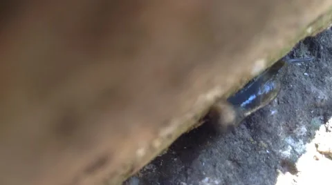 Big Slug Crowls at The Ground . Close up Crimea , Russia Stock Footage 68962642