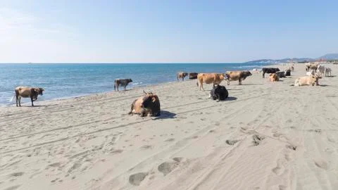 Big smart cows on the sand Stock Photos