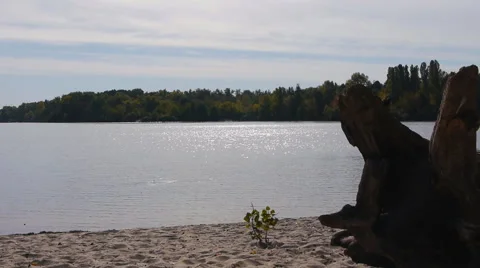 Big Snag And The Little Sapling On The River Bank Stock Footage 59066088