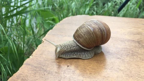 Big snail on the background of nature. Stock Footage 112764285