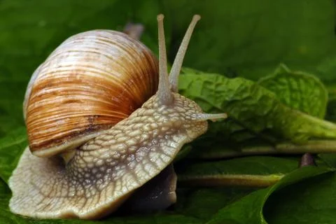 Big snail - close up Stock Photos