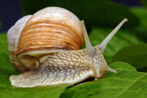 Big snail - close up Stock Photos