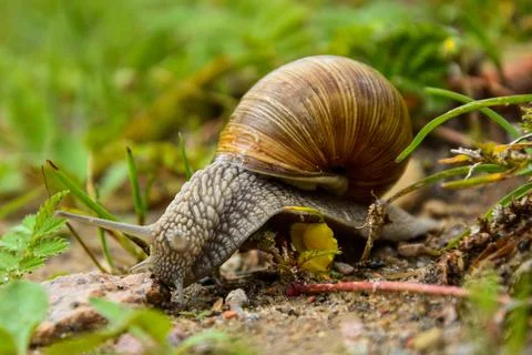Big snail close up photo in the green grass, that is trying to get somewhere. Stock Photos