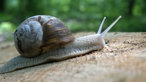 Big Snail Closeup on the trunk of old tree. Stock Footage 78483119