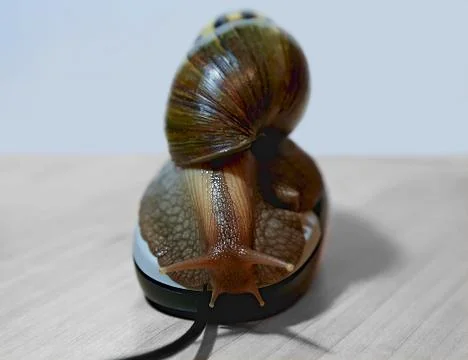 Big snail on computer mouse Stock Photos