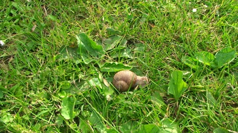 Big snail crawling about in the grass Vídeos de archivo 39863804