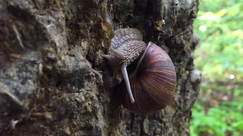 Big snail crawling and moving eyestalks Stock Footage 66516615