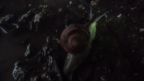 Big snail crawling in the dark . Closeup Stock Footage 70580918