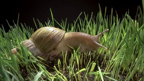 Big snail crawling in the grass Stock Footage 91208068