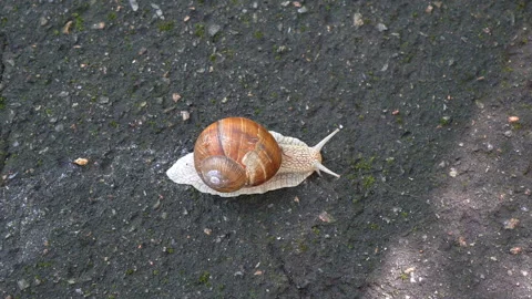 Big snail crawling on the sidewalk Stock Footage 157975490