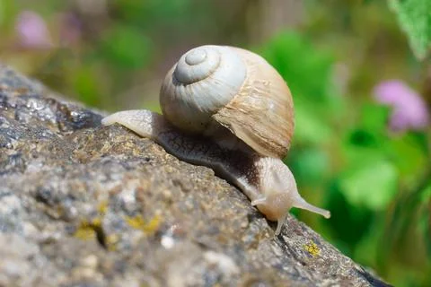 Big snail crawling on the stone, spring day in the garden. 스톡 사진