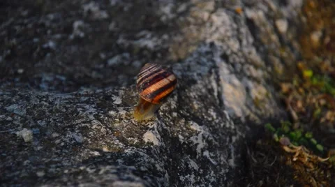 Big snail crawling on a stone wall Stock Footage 54928256