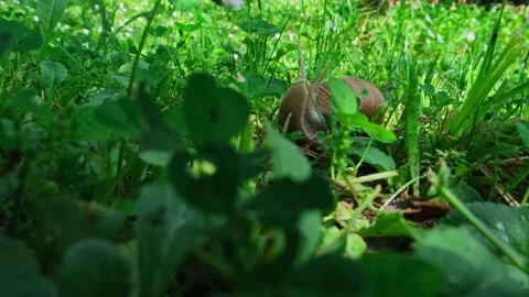 A big snail crawls in the green grass, close-up. Vídeos de archivo 263186562